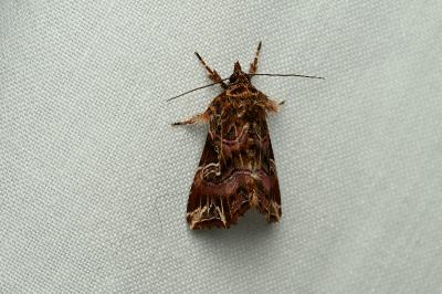 <i>Callopistria juventina</i>