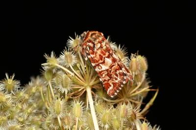 <i>Anarta myrtilli</i>