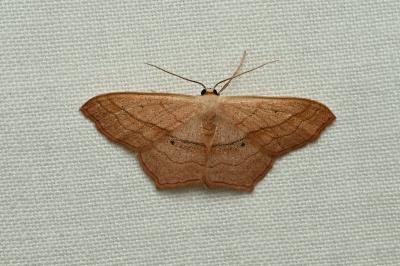 <i>Scopula imitaria</i>
