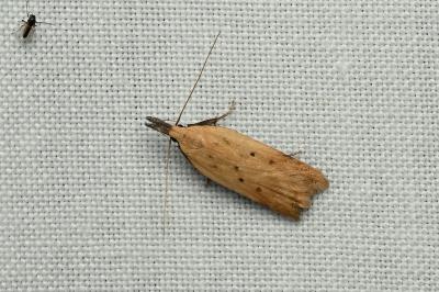 <i>Dichomeris limosella</i>
