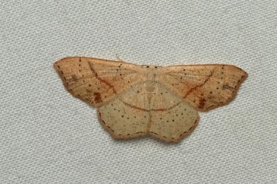 <i>Cyclophora punctaria</i>
