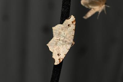 <i>Macaria alternata</i>