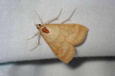 <i>Ostrinia nubilalis</i>