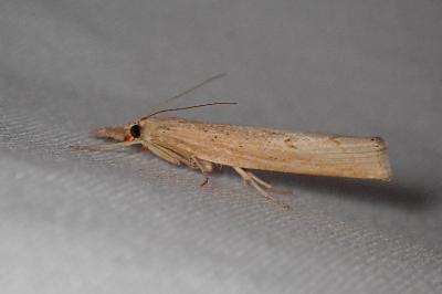 <i>Agriphila inquinatella</i>