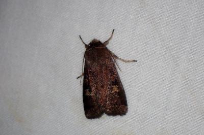 <i>Xestia xanthographa</i>