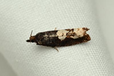 <i>Epinotia trigonella</i>