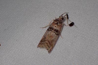 <i>Sciota rhenella</i>