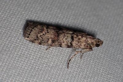 <i>Dioryctria</i>