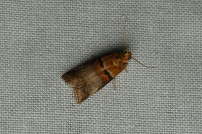 <i>Acrobasis tumidana</i>