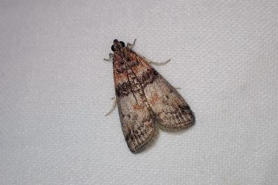 <i>Sciota rhenella</i>