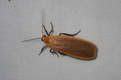 <i>Katha depressa</i>