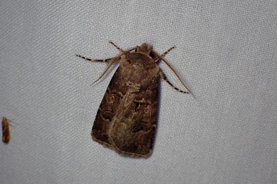 <i>Agrotis bigramma</i>