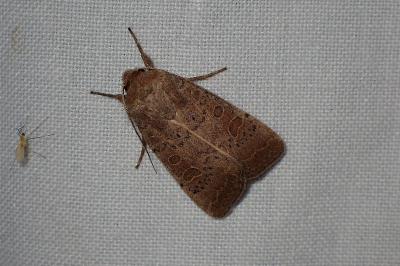 <i>Hoplodrina ambigua</i>