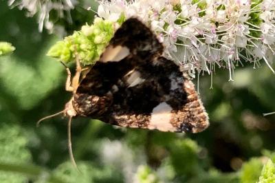 <i>Tyta luctuosa</i>