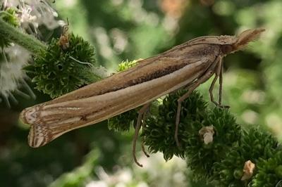 <i>Ancylolomia tentaculella</i>