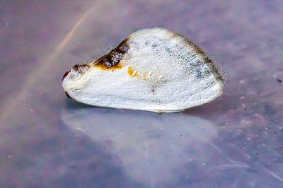 <i>Cilix glaucata/hispanica</i>