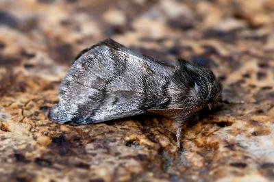 <i>Thaumetopoea processionea</i>