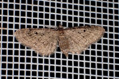 Eupithecia pusillata