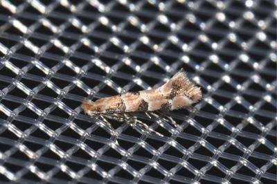 Phyllonorycter trifasciella