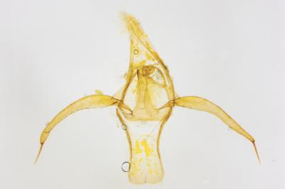 Phyllonorycter trifasciella