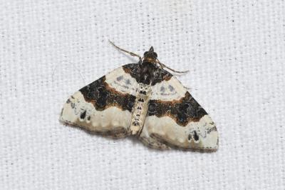 Cosmorhoe ocellata