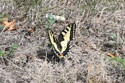 <i>Papilio machaon</i>