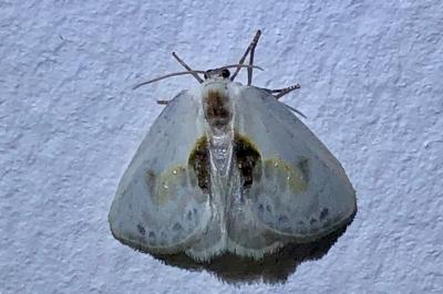 <i>Cilix glaucata/hispanica</i>
