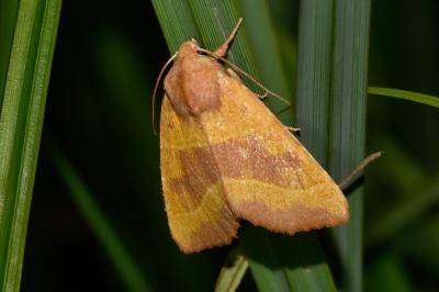 Atethmia centrago