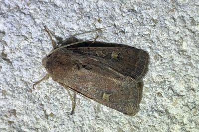<i>Xestia xanthographa</i>