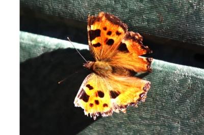 <i>Nymphalis polychloros</i>