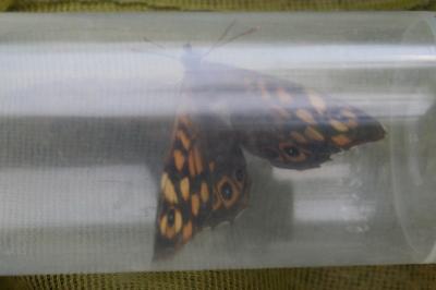 <i>Pararge aegeria</i>