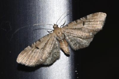 <i>Eupithecia absinthiata</i>