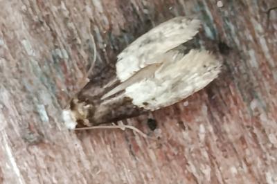 <i>Trichophaga tapetzella</i>