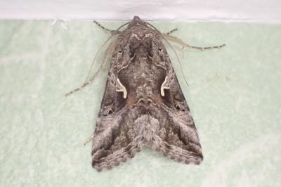 <i>Autographa gamma</i>