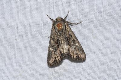 <i>Mniotype solieri</i>