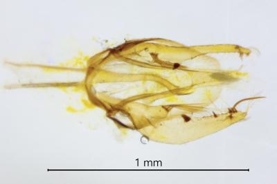 <i>Phyllonorycter messaniella</i>