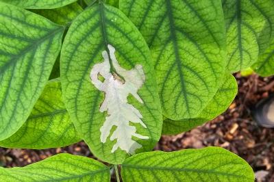 <i>Parectopa robiniella</i>