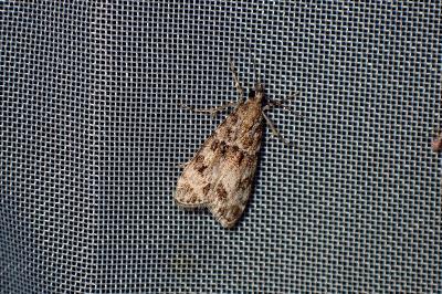 <i>Eudonia mercurella</i>