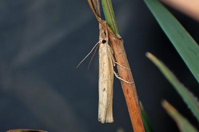 <i>Pediasia contaminella</i>