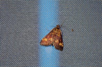 <i>Pyrausta aurata</i>
