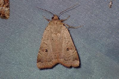 <i>Noctua comes</i>