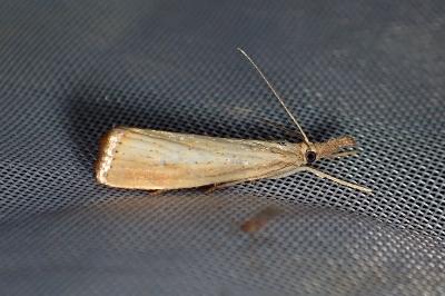 <i>Agriphila straminella</i>