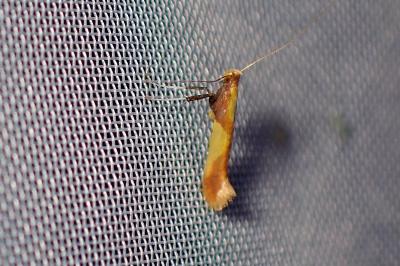 <i>Caloptilia</i>