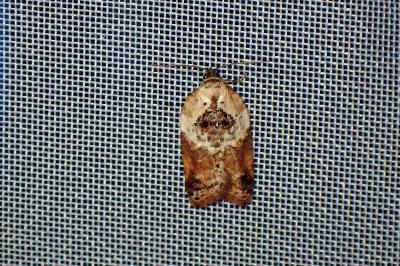 <i>Acleris variegana</i>