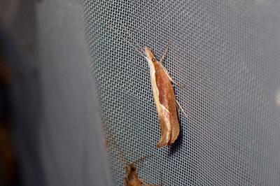 <i>Ypsolopha dentella</i>