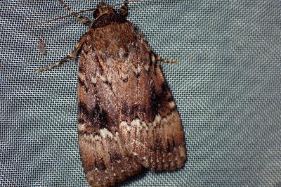 <i>Amphipyra pyramidea</i>