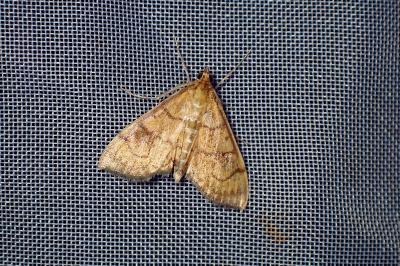 <i>Anania verbascalis</i>