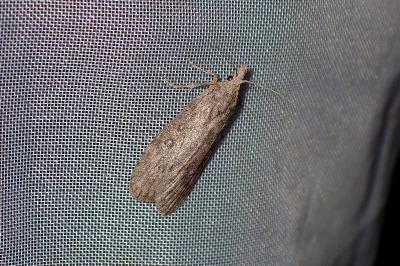 <i>Lamoria anella</i>