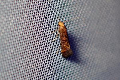 <i>Apodia bifractella</i>