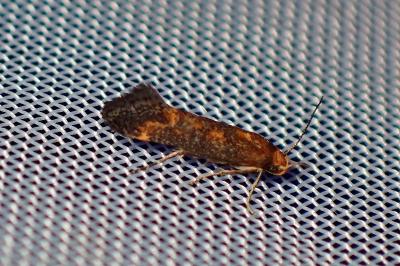 <i>Apodia bifractella</i>